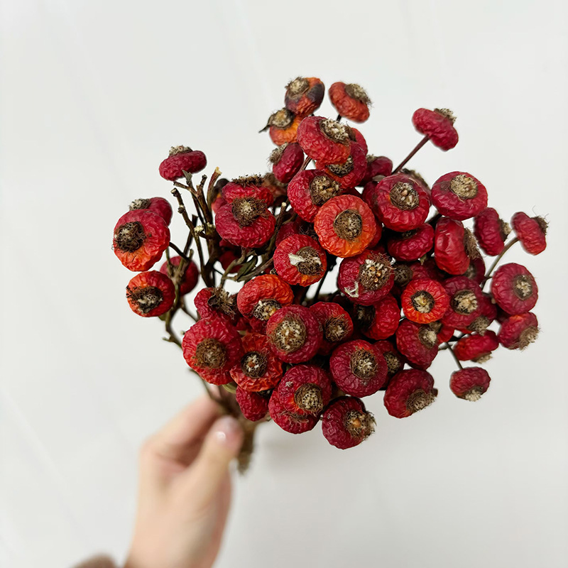 10 قطع/حزمة من ثمار الورد المج - مراجعة Dried Flower Bulk وسعره