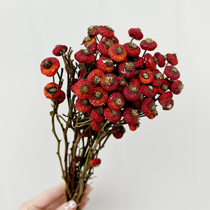 10 قطع/حزمة من ثمار الورد المج - مراجعة Dried Flower Bulk وسعره