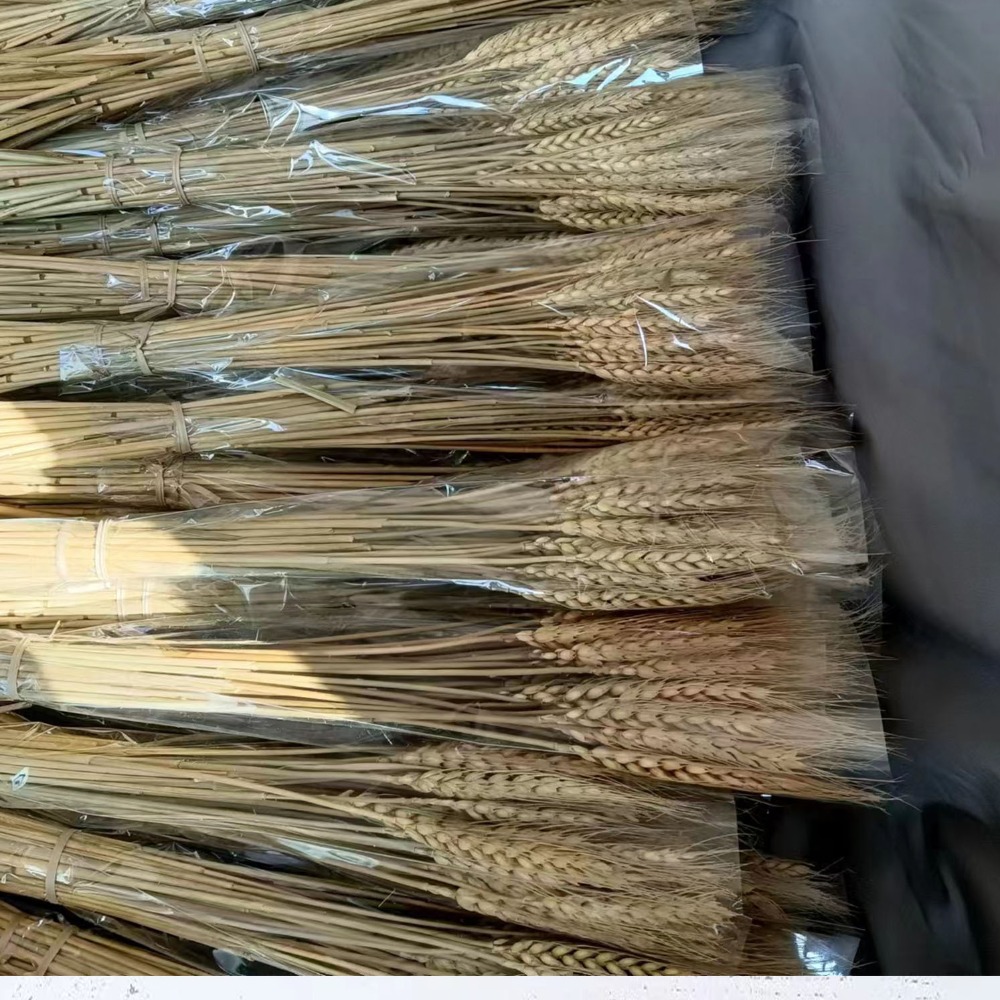 50 قطعة من زهور اصطناعية، سيقا - مراجعة Dried Flower Bulk وسعره