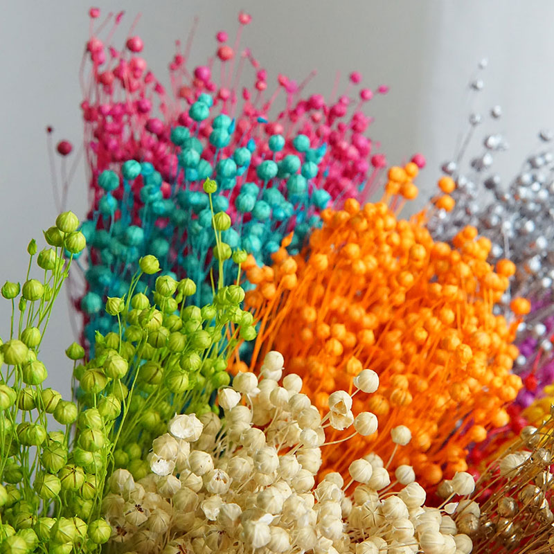 35 جرام/الأورموسيا المحفوظة Ho - مراجعة Dried Flower Bulk وسعره