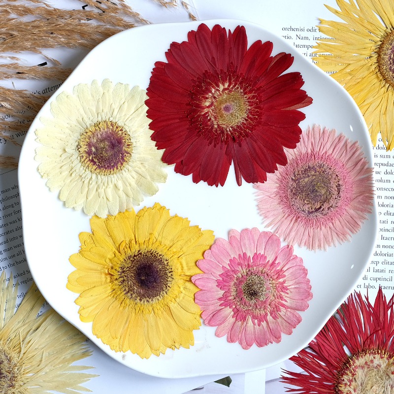 1 قطعة/7-9 سنتيمتر ، ضغط Gerbe - مراجعة Resin Craft Ideas وسعره