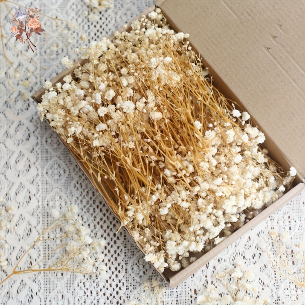 100 قطعة من زهور الجيبسوفيلا ا - مراجعة Dried Flower Bulk وسعره