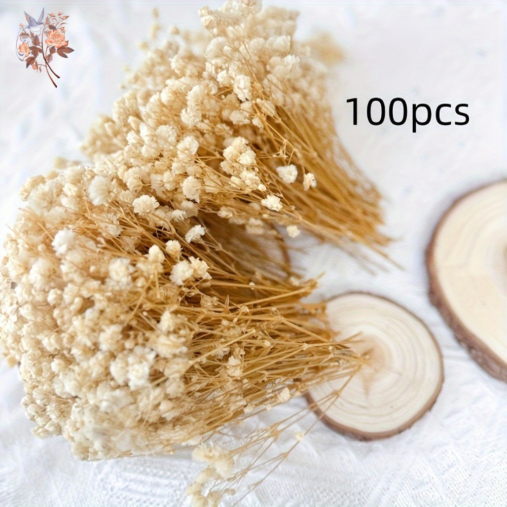 100 قطعة من زهور الجيبسوفيلا ا - مراجعة Dried Flower Bulk وسعره